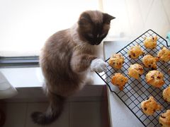 -芭比堂动物医院·犬猫全科·异宠专科(雁塔分院)