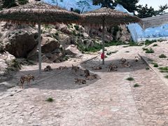 -西霞口神雕山野生动物世界