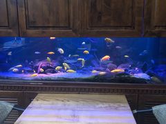 -Golden Lily河内巴黎法越料理餐厅(建国西路店)