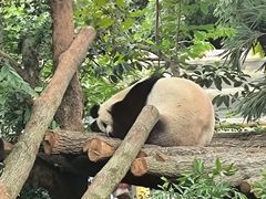 -成都动物园