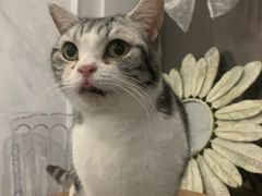 -共舞时光猫咖·狗咖(新街口店)