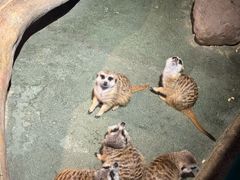 -绿色星球动物主题公园