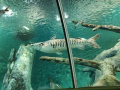 -上海海洋水族馆