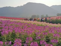 -径山花海