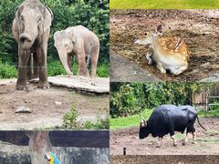 -清迈夜间动物园