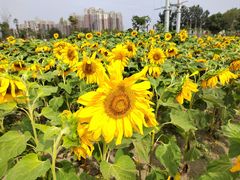 -蜀绣公园