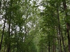 -合肥滨湖国家森林公园