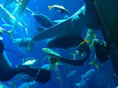 -迪拜水族馆及水下动物园