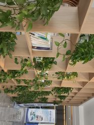 -碧莲盛·不剃发植发