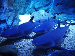 -烟台海昌鲸鲨海洋公园