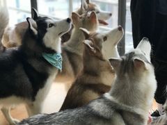 -Husky Go! 哈士奇体验馆·宠物咖啡厅狗咖