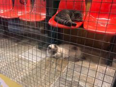 -猫咪博物馆(顶澳仔猫街店)