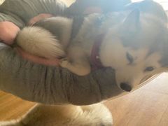 -Husky Go! 哈士奇体验馆·宠物咖啡厅狗咖