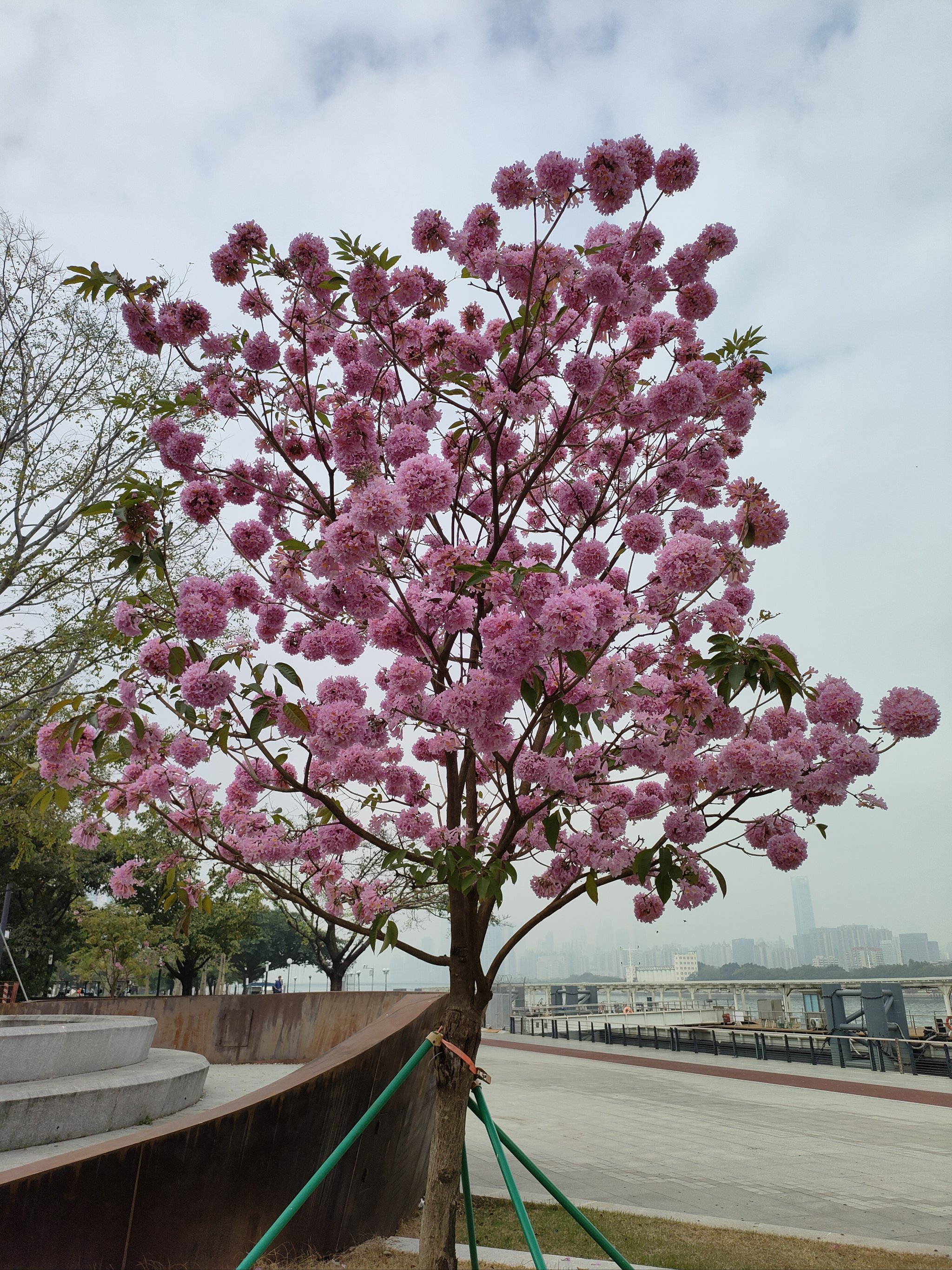 紫花风铃木的诗词图片