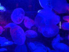 -太平洋海底世界