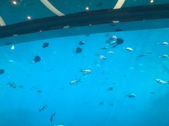 -瑞德姆美人鱼海底演艺主题餐厅(亚龙湾店)