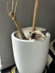 -风生造型