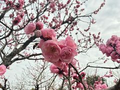 -无锡梅园公园