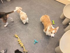 -有喵·猫咖·狗咖·30几只猫10只小狗(岗厦店)