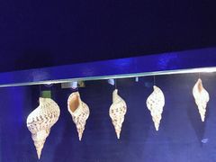 -大连圣亚海洋世界