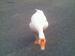 android_upload_pic-旺山景区