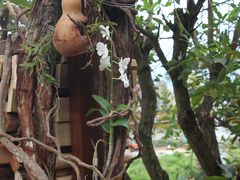 葫芦里的石斛花-火咂咂竹筒宴(告庄店)