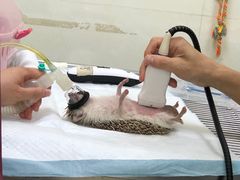 -瑞鹏宠物医院·微创内窥镜·骨外科·牙科(翠竹分院)