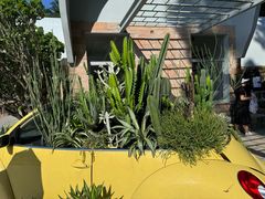 -深圳仙湖植物园