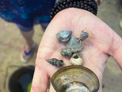 -红树林天天赶海