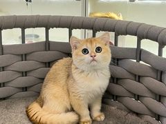 -lincat·猫舍(广州店)