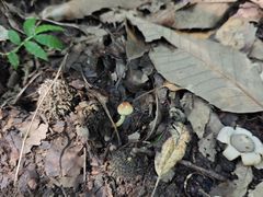 -大觉寺-停车场