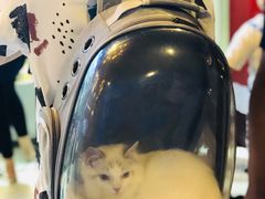 -白玉兰食品(甜云店)