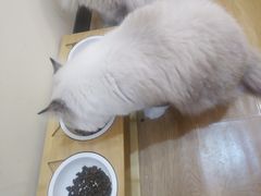 -滚猫咖啡·猫咖·猫友好撸猫(未来城店)