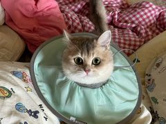 -中农大我爱我爱动物医院·核磁CT·猫病·24小时夜诊中心(石佛营店)