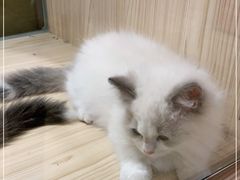 -屋虎猫馆(宝安大仟里店)