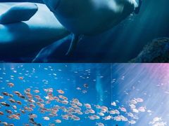 -珠海长隆海洋王国