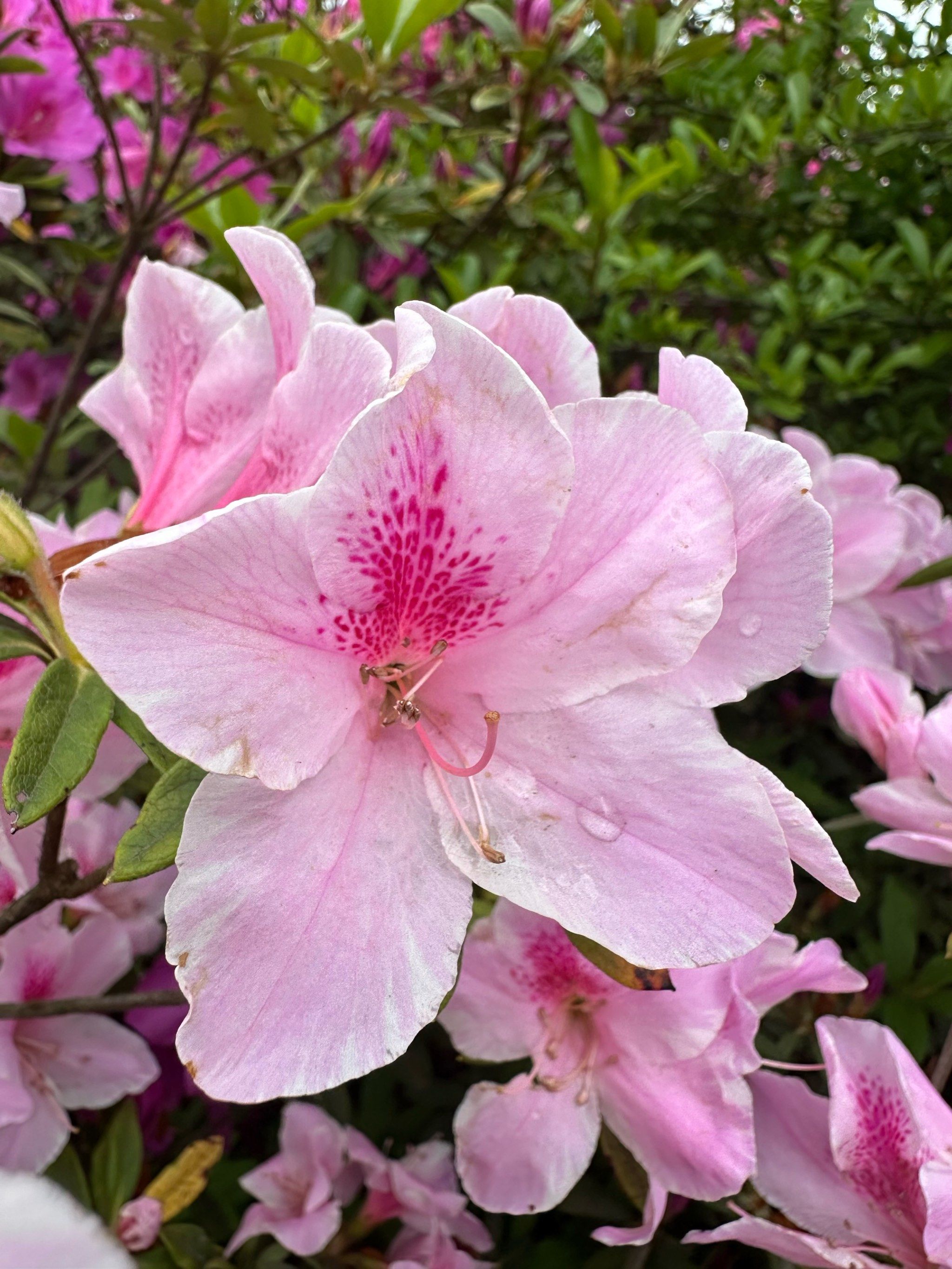 百花争艳,满山遍野,不可错过的自然美景