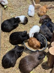 -酷嗒动物文化乐园(cutezoo西溪乐天城店)