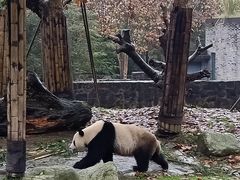 -都江堰中华大熊猫苑