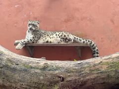 -青藏高原野生动物园