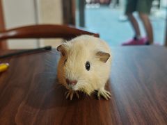-楼上猫咖(罗湖店)