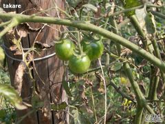 -意大利农场度假村