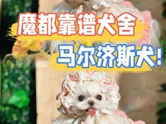 -萌宠之家·腊肠犬·马尔泰·小体犬舍
