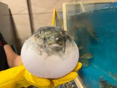 -天正河鲀·河豚亭(大连店)