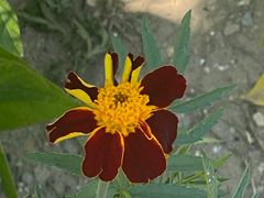 -辛安庄鸡鸣山景区