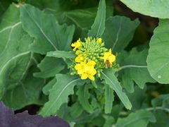 -上海植物园-4号门售票处