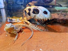 -Rabbit Cafe私房西餐甜点咖啡(栖霞路店)