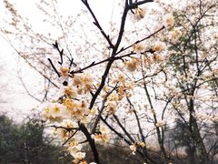 -萍乡武功山风景名胜区