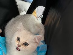 -伟伟宠物医院·瑞派猫友好医院·猫科(光谷店)