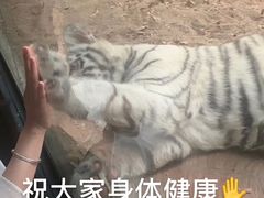 -清迈夜间动物园